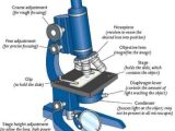 Using A Compound Light Microscope Worksheet as Well as 21 Best Pound Light Microscope Images On Pinterest