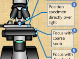 Using A Compound Light Microscope Worksheet as Well as 5 Easy Steps for Focusing A Pound Light Microscope Additional