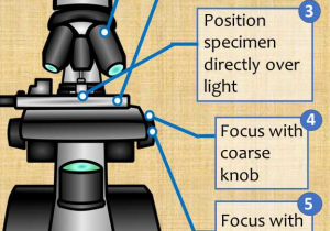 Using A Compound Light Microscope Worksheet as Well as 5 Easy Steps for Focusing A Pound Light Microscope Additional