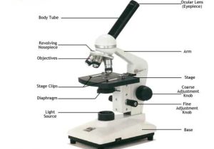Using A Compound Light Microscope Worksheet or Biology Questions and Answers form 1 Biology Quizzes Trivia Answer