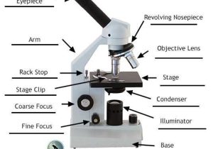 Using A Compound Light Microscope Worksheet or Labeling the Parts Of the Microscope Blank Diagram Available for