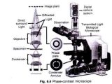 Using A Compound Light Microscope Worksheet with 5 Important Types Of Microscopes Used In Biology with Diagram