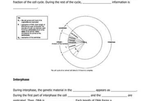 Virtual Lab the Cell Cycle and Cancer Worksheet Answers or Beautiful the Cell Cycle Worksheet Fresh Cell Cycle and Mitosis