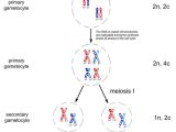Virtual Lab the Cell Cycle and Cancer Worksheet Answers with 128 Best Mitosis Meiosis Images On Pinterest