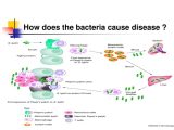 Virus and Bacteria Worksheet Answers Also Does Cause Disease Magzinr Create Your Own Magazines Does Fo