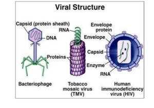 Virus and Bacteria Worksheet Answers and Struktur Virus Tumbuhan Ppt
