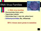 Virus and Bacteria Worksheet Answers as Well as Embed Of Viruses and Prions