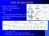 Virus and Bacteria Worksheet Answers together with Bacterial Size Bing Images