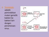 Virus and Bacteria Worksheet Answers together with Konsep Dasar Mikrobiologi Dan Bakteriologi Ppt