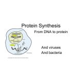 Virus and Bacteria Worksheet Key or From Dna to Protein and Viruses and Bacteria Ppt Video Online