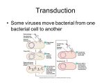 Virus and Bacteria Worksheet Key together with From Dna to Protein and Viruses and Bacteria Ppt Video Online