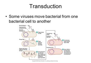 Virus and Bacteria Worksheet Key together with From Dna to Protein and Viruses and Bacteria Ppt Video Online