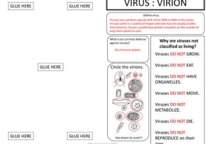 Virus and Bacteria Worksheet Key together with Virus Graphic organizer Foldable by Mizzzfoster Teaching Resources