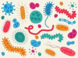 Viruses Bacteria Worksheet or Images