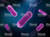 Viruses Bacteria Worksheet or Vector Illustration Salmonella Bacteria for Medicine Conc