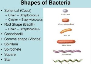 Viruses Bacteria Worksheet together with Introduction to Microbiology Ppt