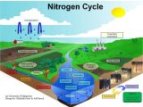 Water Carbon and Nitrogen Cycle Worksheet Along with Schmidtphysicalgeography Week Thirteen