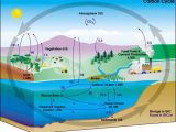 Water Carbon and Nitrogen Cycle Worksheet and Carbon Cycle Chemwiki