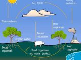 Water Carbon and Nitrogen Cycle Worksheet Answers Also the Carbon Cycle