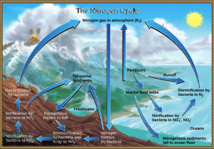 Water Carbon and Nitrogen Cycle Worksheet Answers and the Nitrogen Cycle Article Ecology