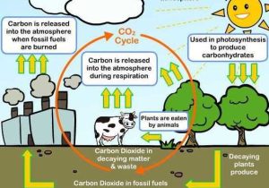 Water Carbon and Nitrogen Cycle Worksheet Answers together with Water Carbon and Nitrogen Cycle Worksheet Answers Fresh Gas