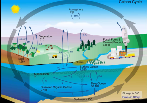 Water Carbon and Nitrogen Cycle Worksheet as Well as Kolcykeln –