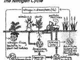 Water Carbon and Nitrogen Cycle Worksheet Color Sheet Also 130 Best Cc Cycle 2 Week 4 Images On Pinterest