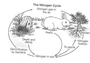 Water Carbon and Nitrogen Cycle Worksheet Color Sheet Also Carbon Cycle Coloring Worksheet Image Collections Worksheet Math