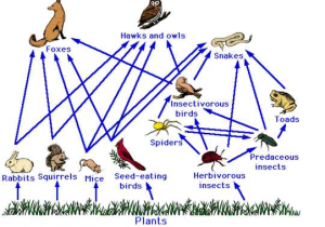 Water Carbon and Nitrogen Cycle Worksheet Color Sheet Answers or A Food Web Showing Snakes as top Predators