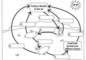 Water Carbon and Nitrogen Cycle Worksheet Color Sheet as Well as 643 Best Earth and Space Science Images On Pinterest