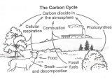 Water Carbon and Nitrogen Cycle Worksheet Color Sheet as Well as Nitrogen Cycle Worksheet Answers New Carbon Cycle the Free