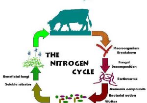 Water Carbon and Nitrogen Cycle Worksheet together with Appropriate Technology Development solid Waste