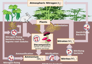 Water Carbon and Nitrogen Cycle Worksheet with Nitrogen Cycle