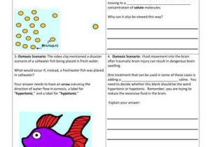 Water Potential and Osmosis Worksheet Answers Along with Amoebasisters Profile Tes