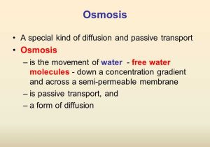 Water Potential and Osmosis Worksheet Answers and Worksheets 48 Awesome Diffusion and Osmosis Worksheet Answers Full