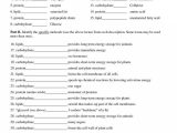 Water Potential and Osmosis Worksheet Answers with Unique Cell organelles Worksheet New 9 Best Recipes to Try