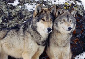 Wolves In Yellowstone Student Worksheet Answers or 32 Best Inspiration Images On Pinterest