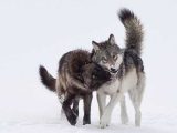 Wolves In Yellowstone Worksheet Along with 10 Best Wolf Images On Pinterest