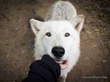 Wolves In Yellowstone Worksheet Along with 2742 Best Wolves Images On Pinterest
