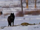 Wolves In Yellowstone Worksheet Along with 302n n E Of the Most Interesting Wolves In Yellowstone 302 is