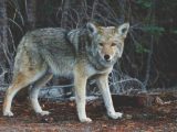 Wolves In Yellowstone Worksheet Along with Die Freilassung Von 14 Wölfen Im Yellowstone Nationalpark Löste