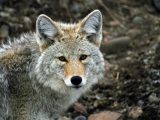 Wolves In Yellowstone Worksheet Along with Yellowstone Safari Pany 18 Reviews tours Bozeman Mt