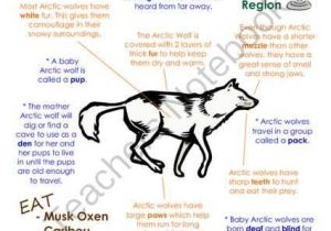 Wolves In Yellowstone Worksheet Also My All About Arctic Wolf Book Arctic Polar Animals