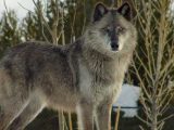 Wolves In Yellowstone Worksheet and Yellowstone National Park before You Go Fun for Kids