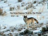 Wolves In Yellowstone Worksheet together with 10 Best Wolf Images On Pinterest
