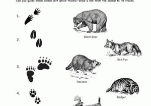 Wolves In Yellowstone Worksheet together with Animal Tracks