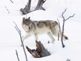 Wolves In Yellowstone Worksheet with Master Guitarist John Sheldon Creates Memorial song for Yellowstone