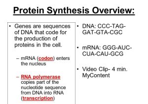 Worksheet On Dna Rna and Protein Synthesis Answer Key Along with Worksheet Dna Rna and Protein Synthesis Answer Key Best 346