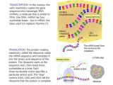 Worksheet On Dna Rna and Protein Synthesis Answer Key Quizlet Along with 42 Best Dna Rna and Protein Images On Pinterest