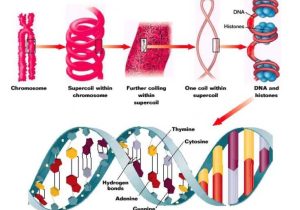 Worksheet On Dna Rna and Protein Synthesis Answer Key Quizlet Also 42 Best Dna Rna and Protein Images On Pinterest